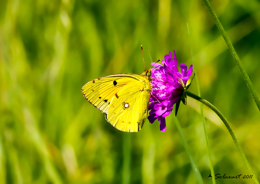 Colias croceus o alfacariensis ??