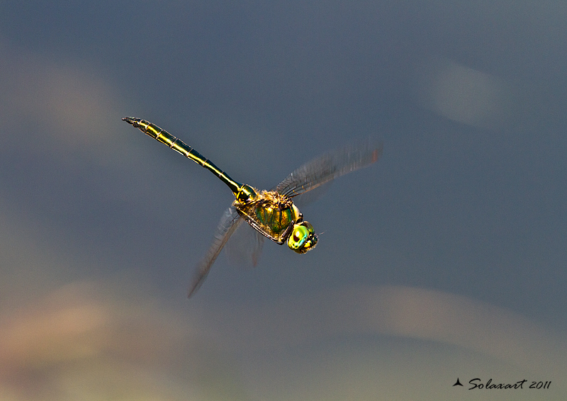 Cordulia aenea?? no, Somatochlora metallica