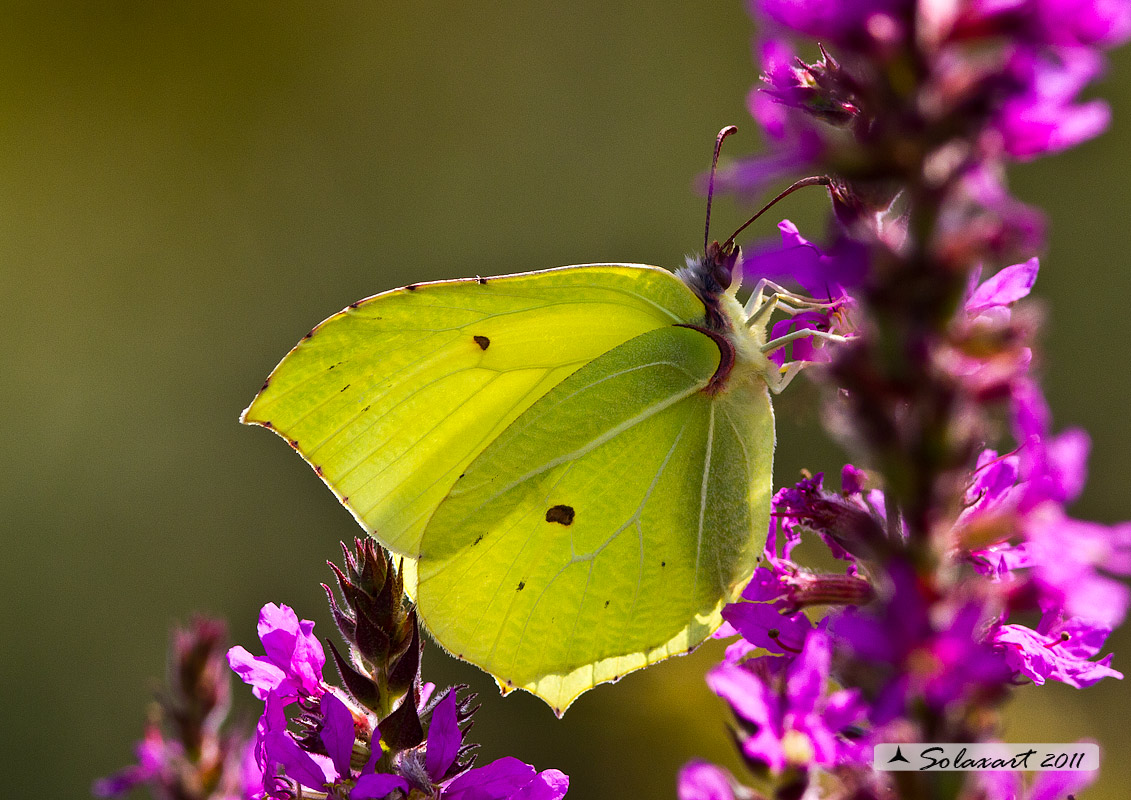 Gonepteryx cleopatra o Rhamni
