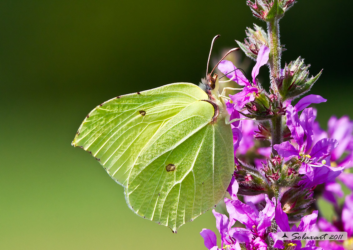 Gonepteryx cleopatra o Rhamni