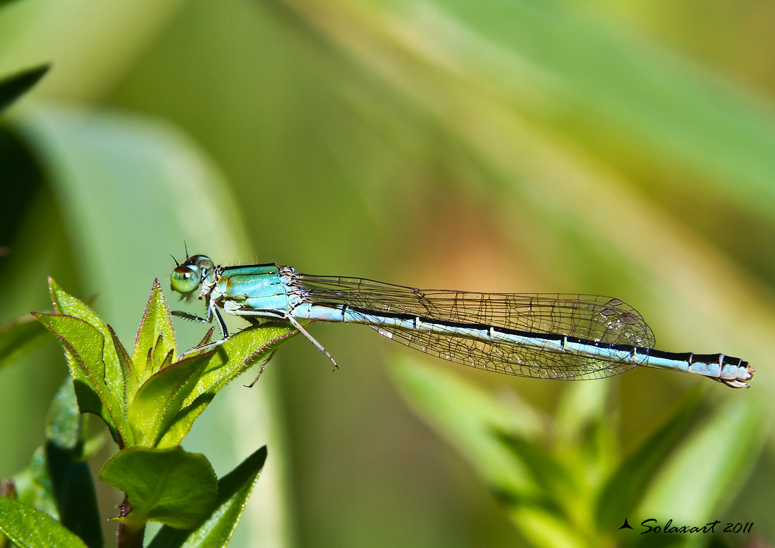 Ischnura elegans... anzi, pumilio