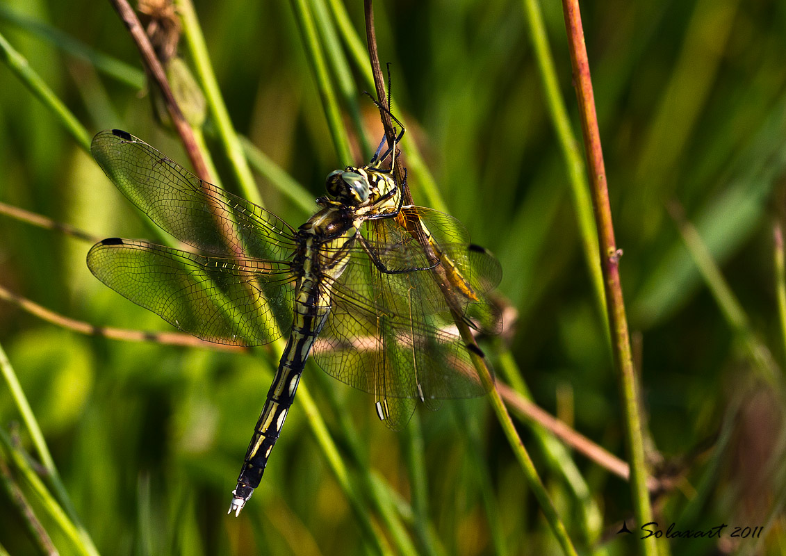 Orthetrum albistylum (femmina) che divora un Sympetrum