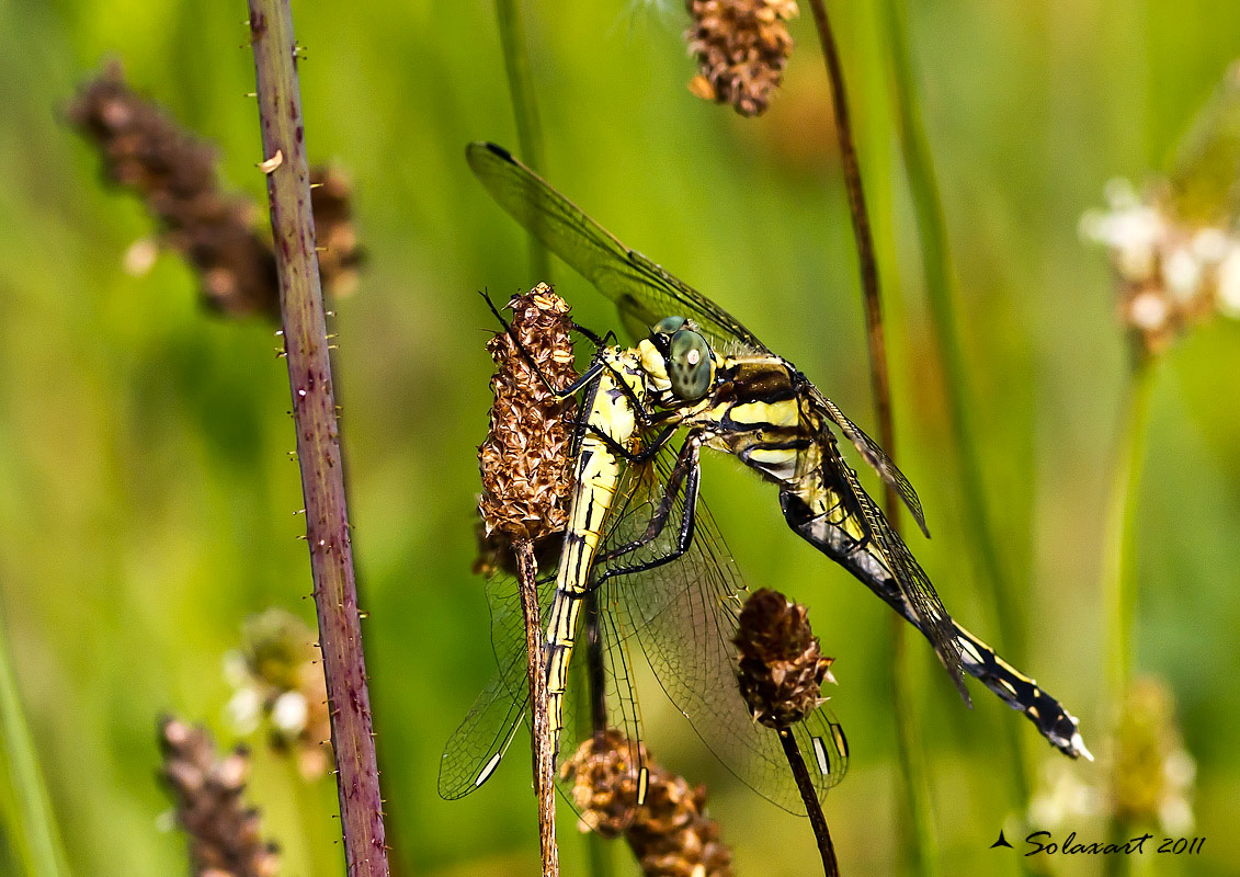 Orthetrum albistylum (femmina) che divora un Sympetrum