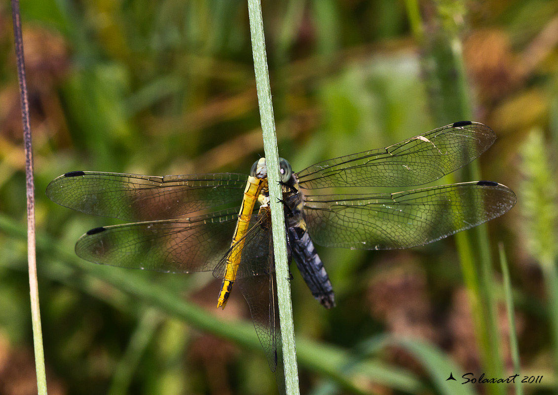 Orthetrum albistylum (femmina) che divora un Sympetrum