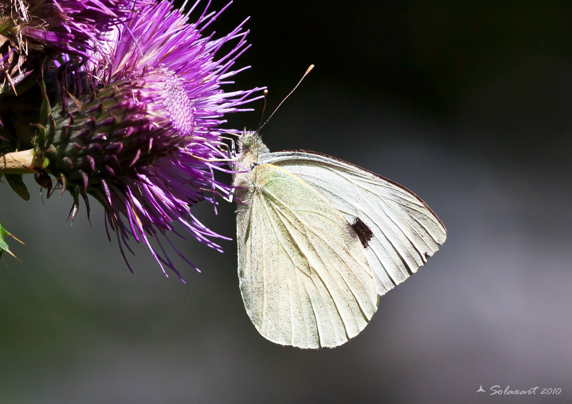 Pieridae - Pieris napi (?)