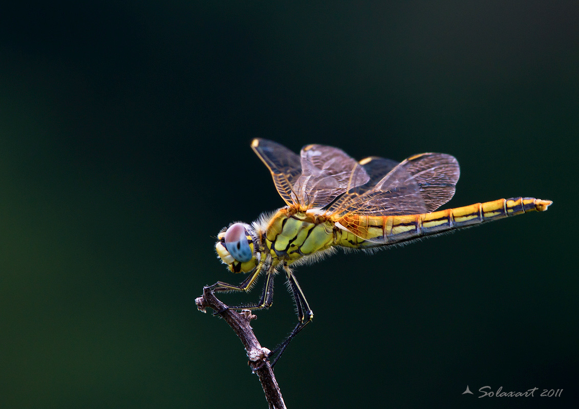 Orthetrum albistylum (femmina) che divora un Sympetrum
