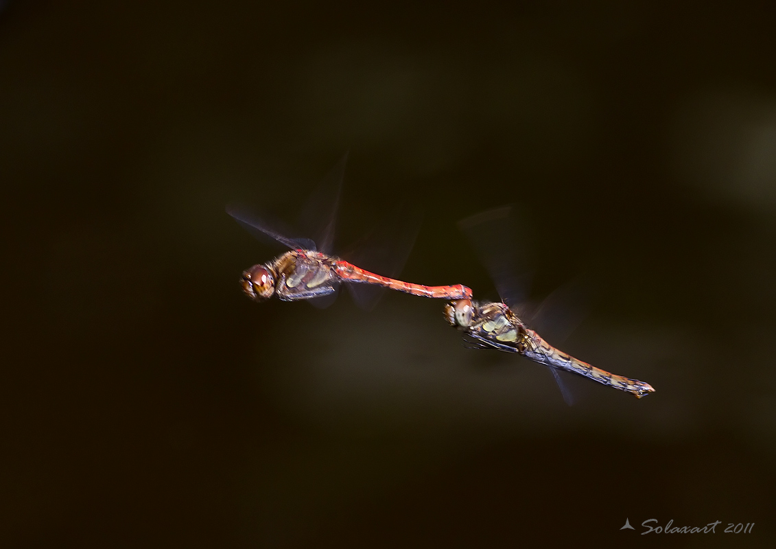 Aeshna cyanea  male