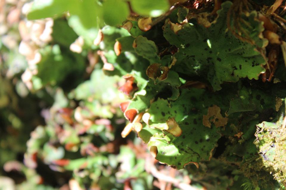 Peltigera leucophlebia (Nyl.) Gyeln.