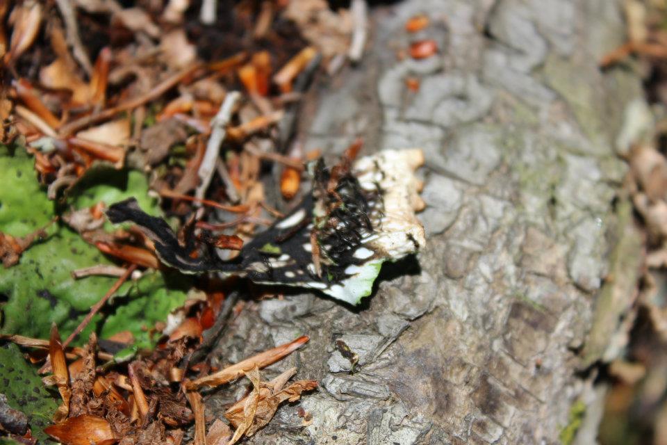 Peltigera leucophlebia (Nyl.) Gyeln.