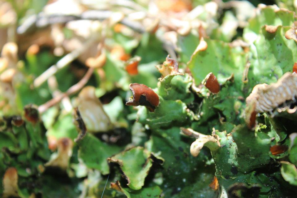 Peltigera leucophlebia (Nyl.) Gyeln.