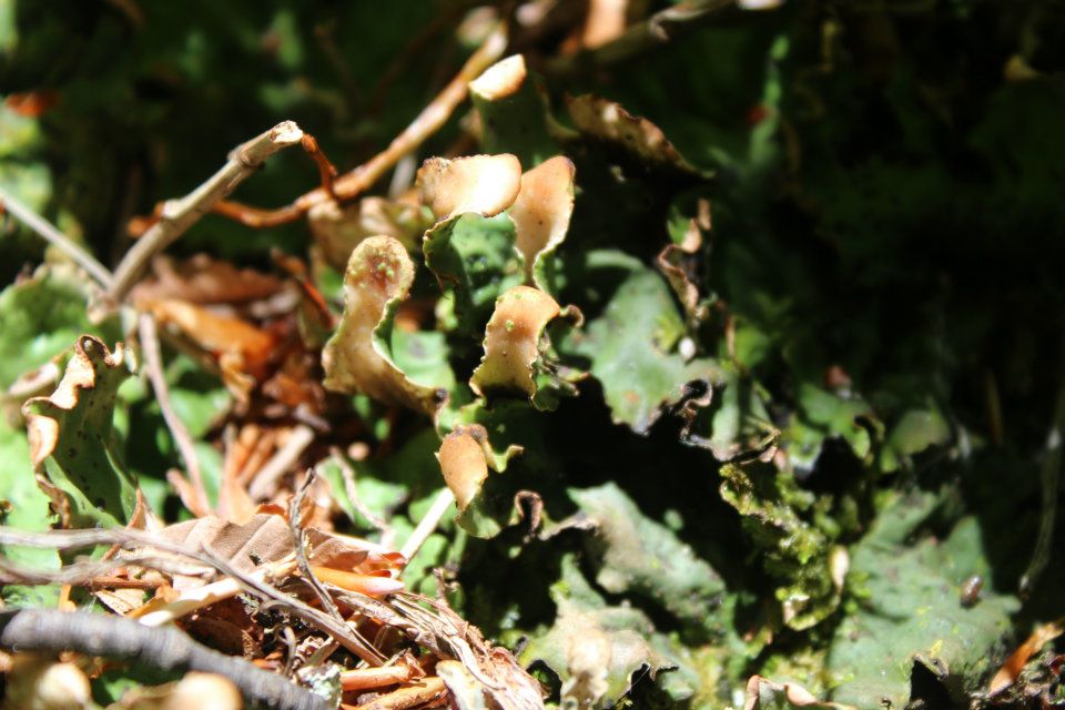 Peltigera leucophlebia (Nyl.) Gyeln.