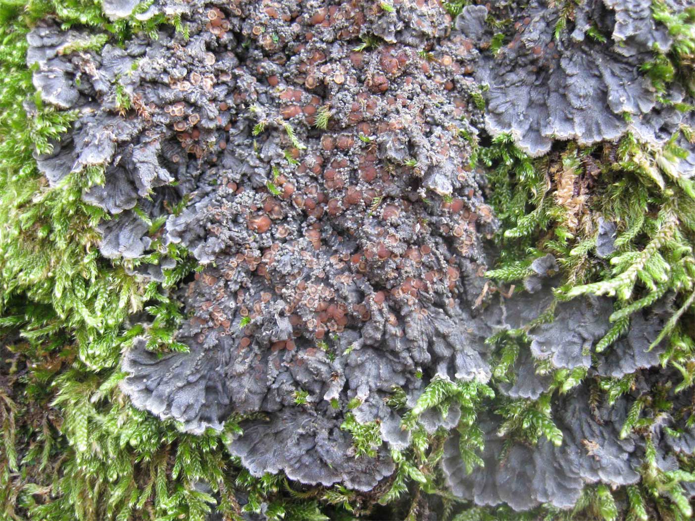 Degelia atlantica (Degel.) M.J�rg. & P.James con apoteci...