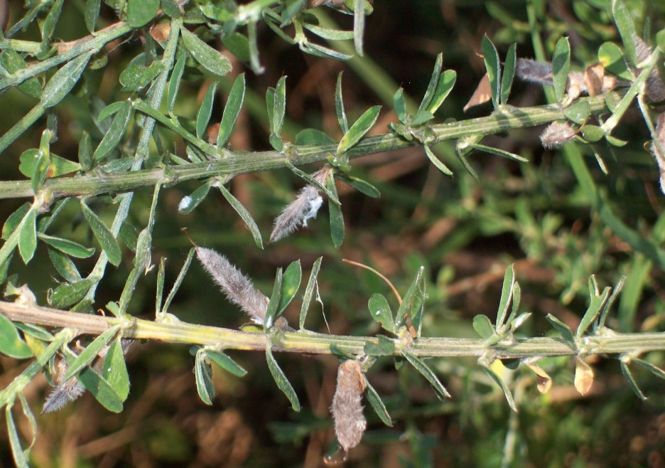 Genista pilosa / Ginestra tubercolosa