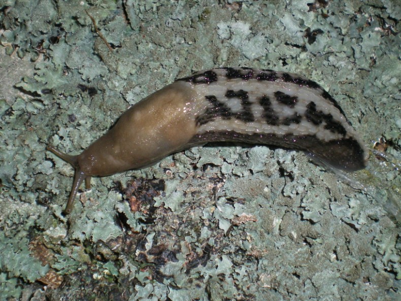 Limax aldrovandi Moquin-Tandon 1855 da Avellana (PU)