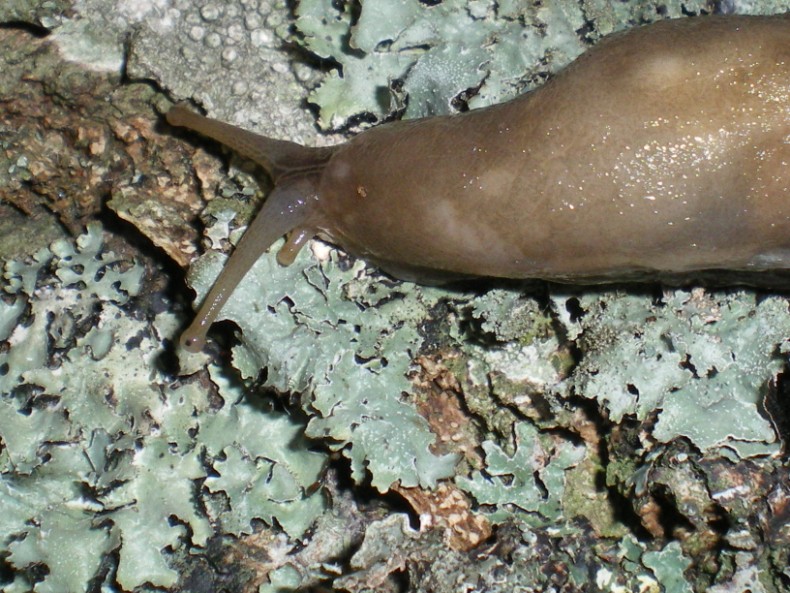 Limax aldrovandi Moquin-Tandon 1855 da Avellana (PU)