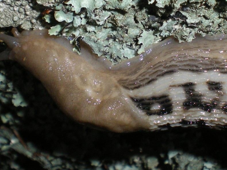 Limax aldrovandi Moquin-Tandon 1855 da Avellana (PU)