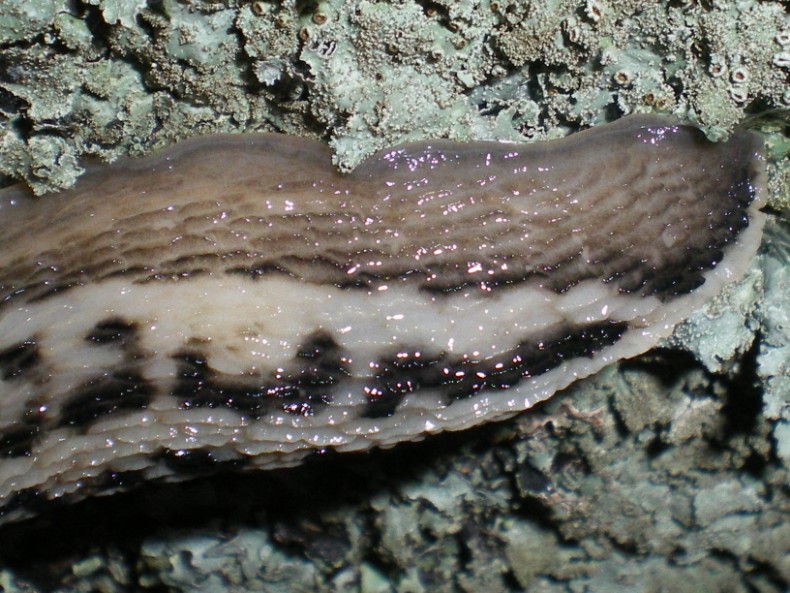 Limax aldrovandi Moquin-Tandon 1855 da Avellana (PU)