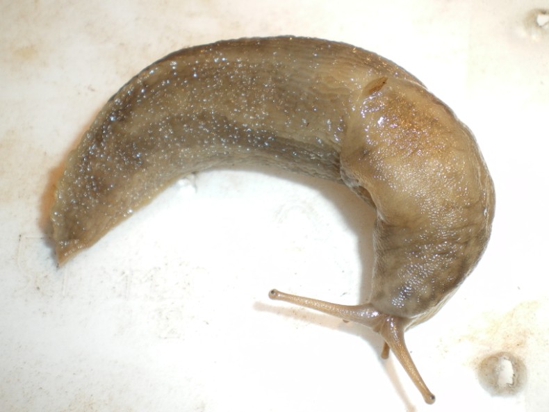 Limax maximus di Chiaravalle (Ancona).