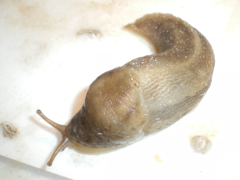 Limax maximus di Chiaravalle (Ancona).