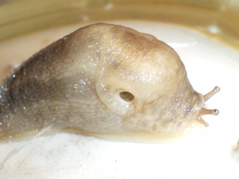 Limax maximus di Chiaravalle (Ancona).