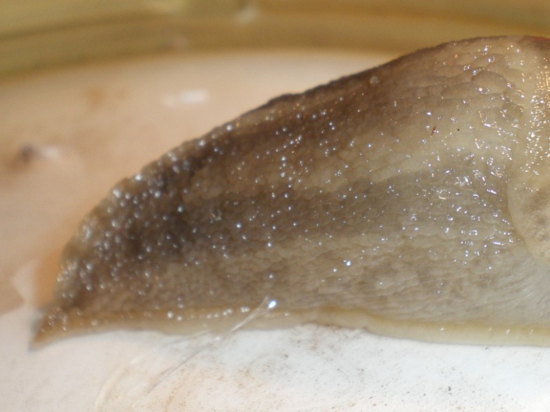 Limax maximus di Chiaravalle (Ancona).