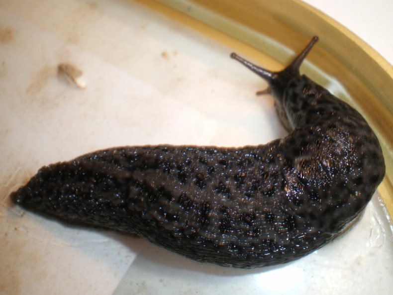 Limax maximus di Chiaravalle (Ancona).