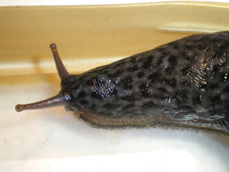 Limax maximus di Chiaravalle (Ancona).