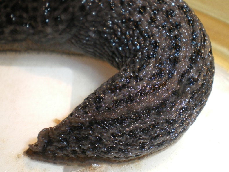 Limax maximus di Chiaravalle (Ancona).