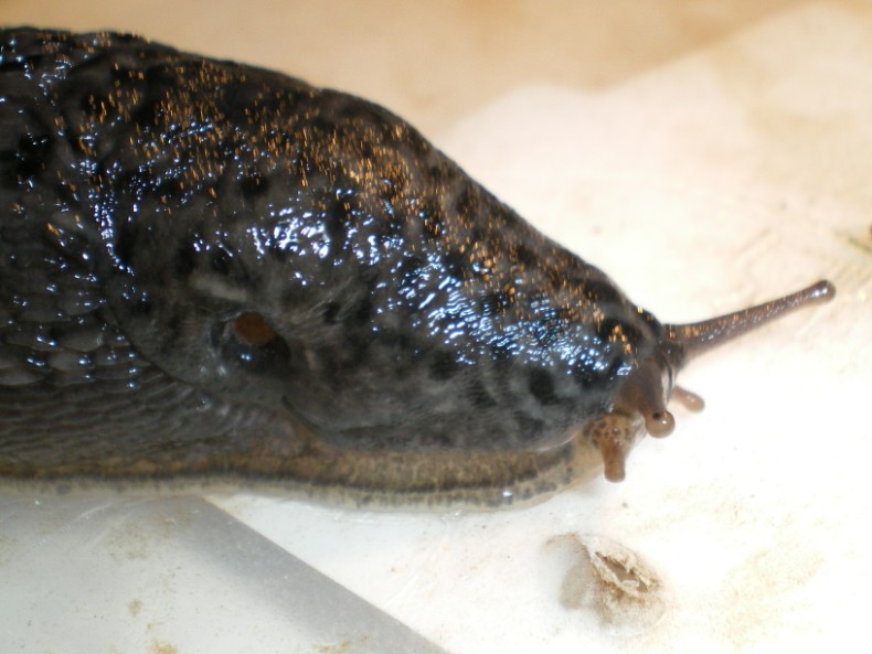 Limax maximus di Chiaravalle (Ancona).