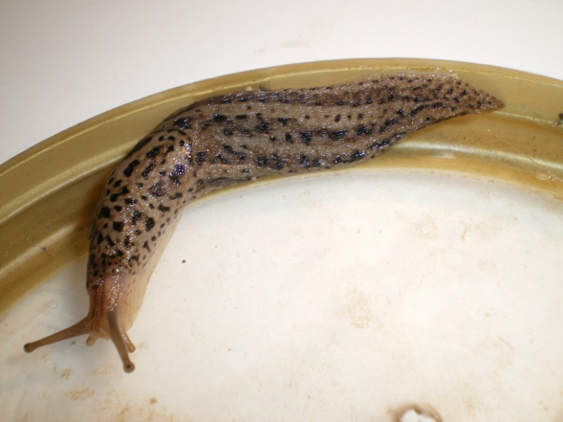 Limax maximus di Chiaravalle (Ancona).