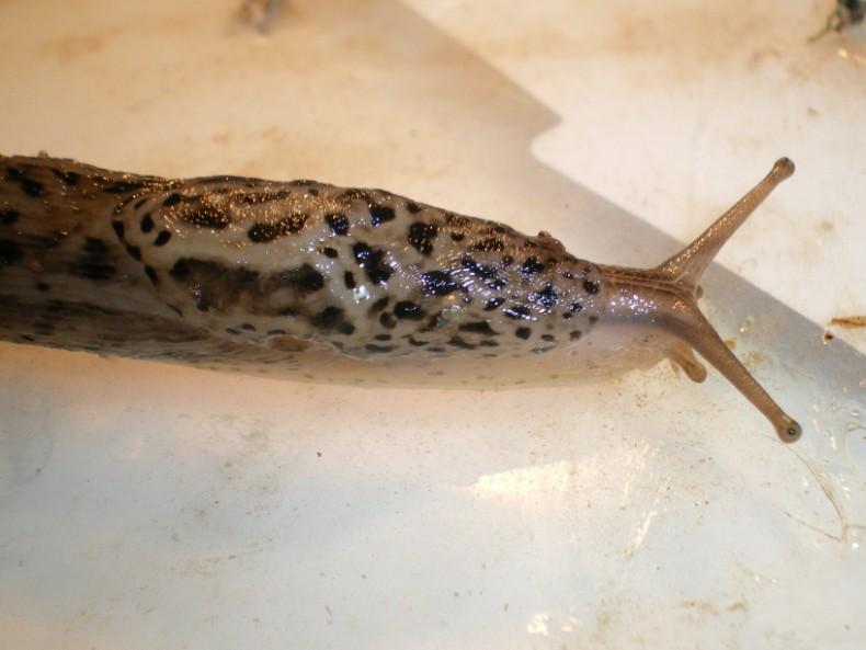 Limax maximus di Chiaravalle (Ancona).