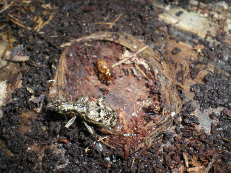 Rhagium inquisitor inquisitor:  la metamorfosi
