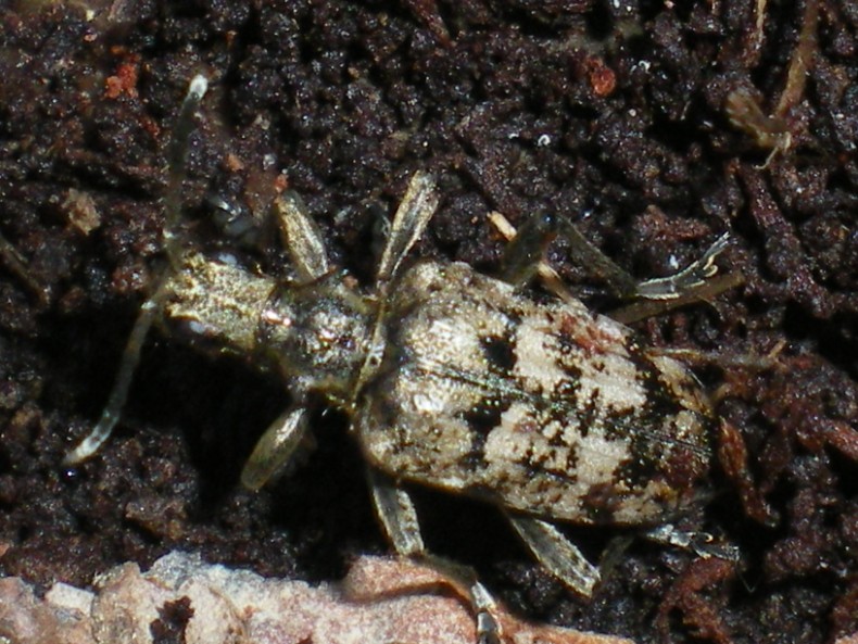 Rhagium inquisitor inquisitor:  la metamorfosi