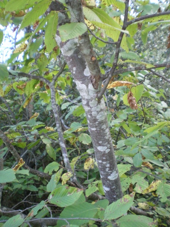 Ostrya carpinifolia