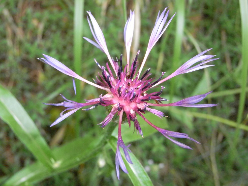 Cyanus triumfetii
