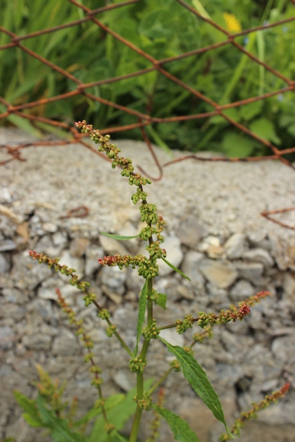 Ai bordi della strada - Rumex sp.