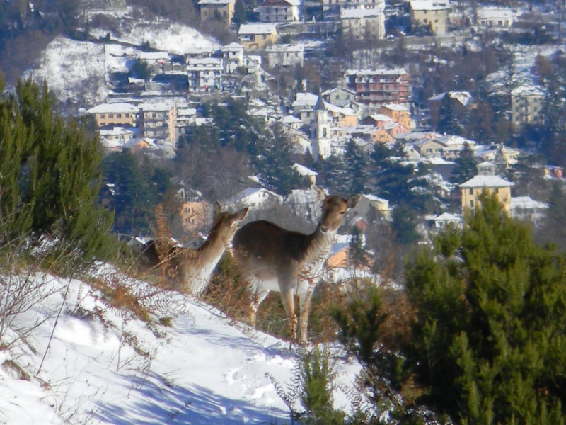 Daino: colorazione del mantello e altro...