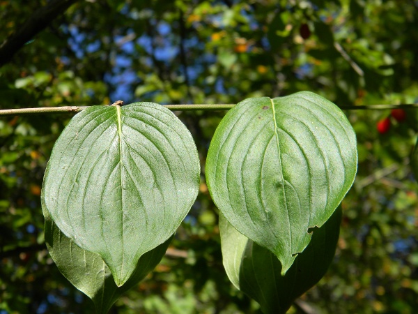 Alberello appenninico - Cornus mas / Corniolo
