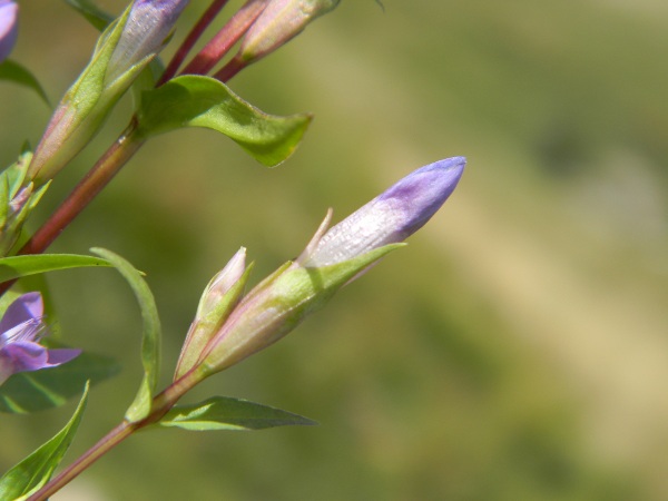 Gentianella campestris / Genzianella campestre