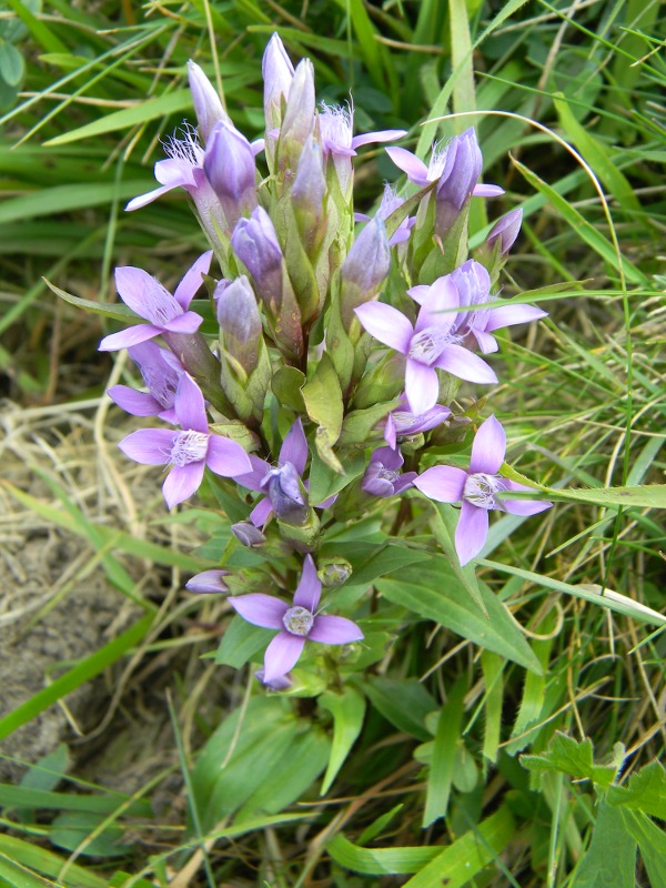 Gentianella campestris / Genzianella campestre