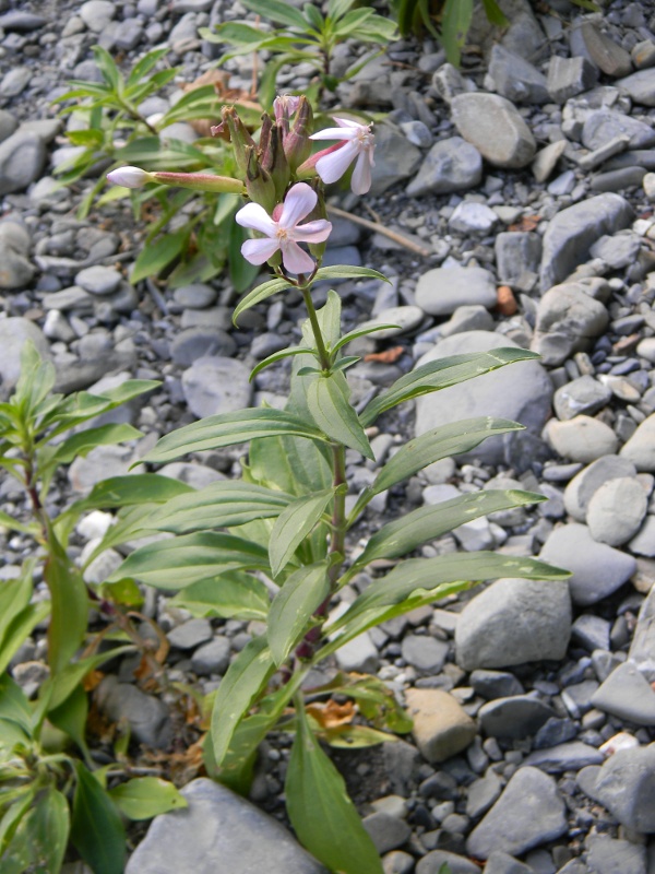 Saponaria officinalis