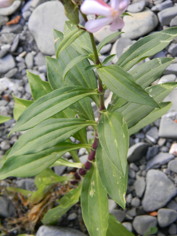 Saponaria officinalis