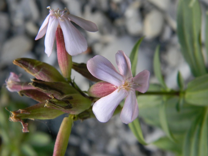 Saponaria officinalis