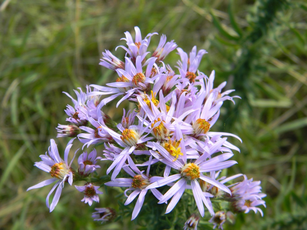 Galatella sedifolia  / Astro scabro