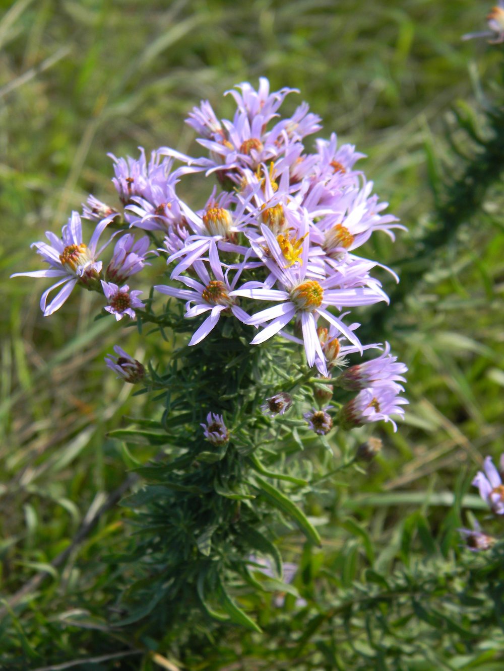Galatella sedifolia  / Astro scabro