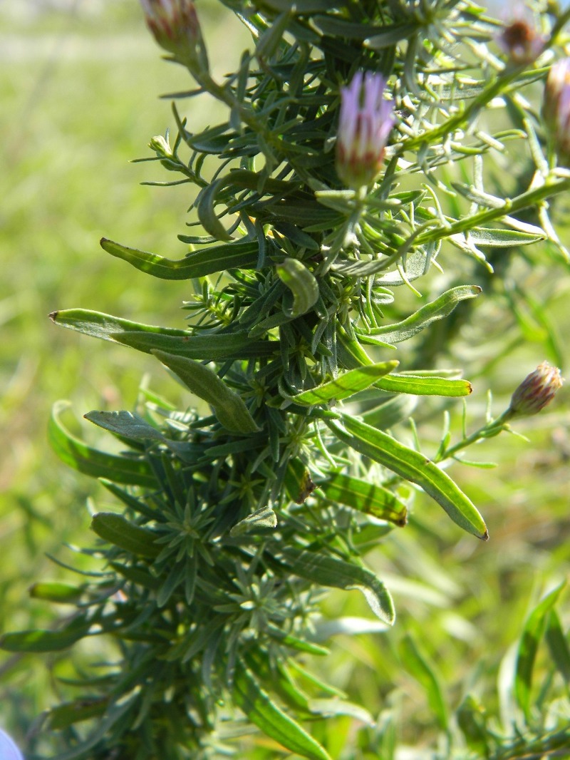Galatella sedifolia  / Astro scabro