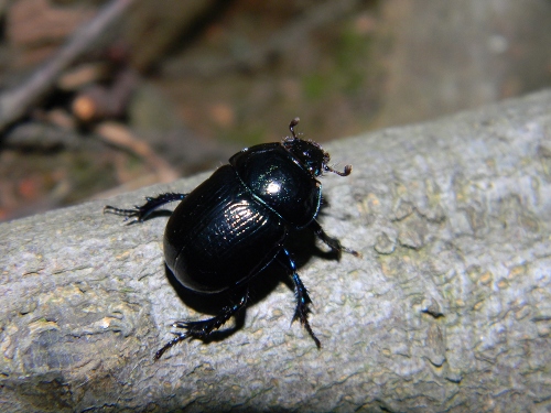 Anoplotrupes stercorosus