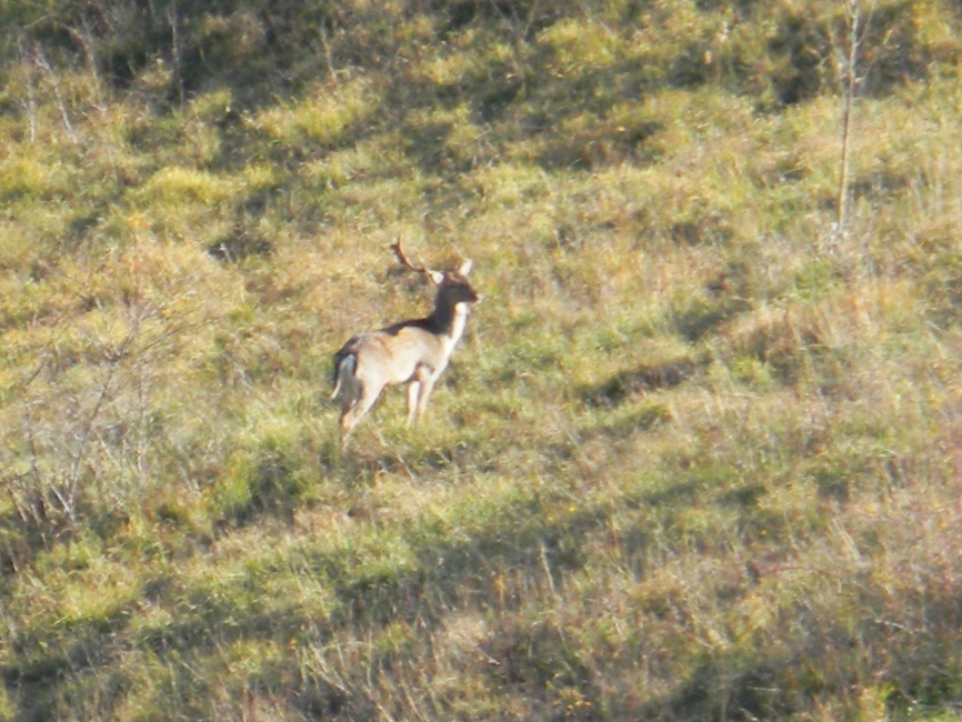 Daino: colorazione del mantello e altro...