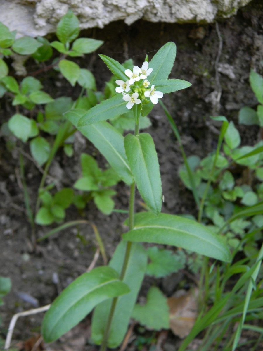 Arabis turrita