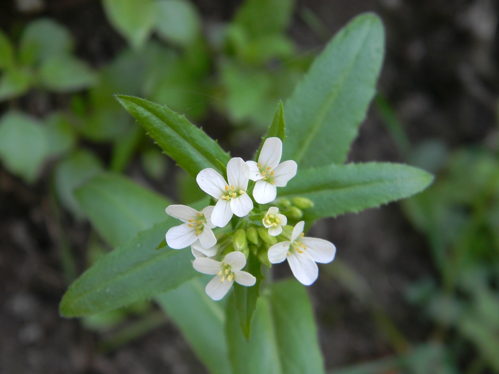 Arabis turrita